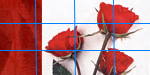 Red Roses